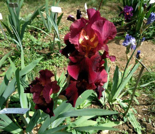Giardino dell’Iris a Firenze | piazzale Michelangelo