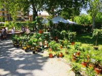 Firenze-Giardino-Orticoltura-008