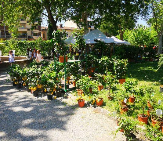 Mostra Mercato di Piante e Fiori di Firenze